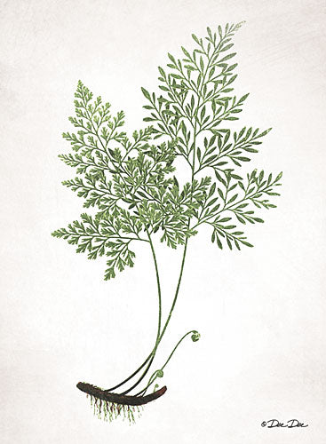 Dee Dee DD1603 - Fern with Fiddlehead - Fern, Roots, Botanical from Penny Lane Publishing