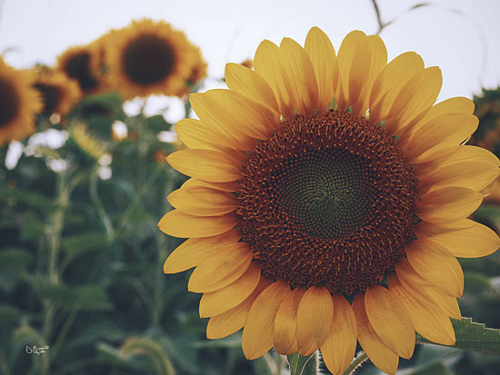 Donnie Quillen DQ101 - Midwest Livin' II - Sunflower, Field from Penny Lane Publishing