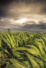 DQ130 - Field of Corn