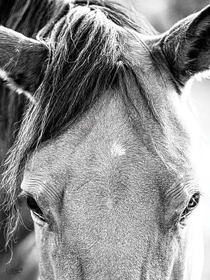 Donnie Quillen DQ156 - DQ156 - Trophy Winner I   - 12x16 Horse, Portrait, Black & White, Photography from Penny Lane