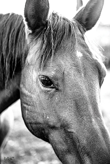 Donnie Quillen DQ157 - DQ157 - Trophy Winner II   - 12x18 Horse, Portrait, Black & White, Photography from Penny Lane