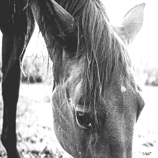 Donnie Quillen DQ158 - DQ158 - Trophy Winner III     - 12x12 Horse, Portrait, Black & White, Photography from Penny Lane