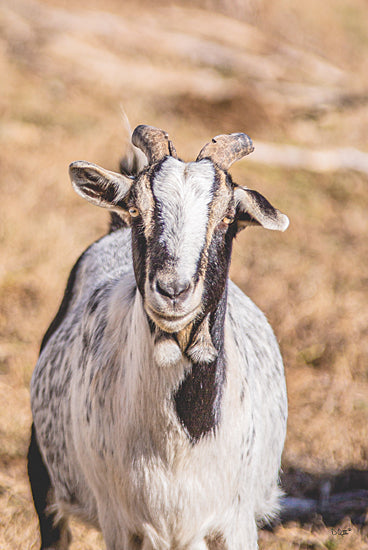 Donnie Quillen DQ171 - DQ171 - Short Beard - 12x18 Goat, Short Beard Goat, Farm Animal, Photography, Portrait from Penny Lane