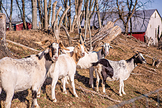 Donnie Quillen DQ172 - DQ172 - Goats of a Feather - 18x12 Goats, Rams, Farm, Barn, Photography from Penny Lane