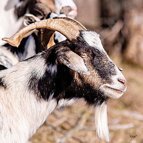 Donnie Quillen DQ173 - DQ173 - Bearded Side Goat - 12x12 Goat, Long Beard Goat, Farm Animal, Photography, Portrait from Penny Lane