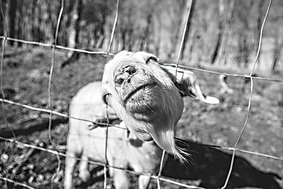 Donnie Quillen DQ177 - DQ177 - Hey Goat - 18x12 Goat, Photography, Black & White from Penny Lane