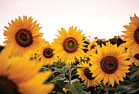 Donnie Quillen DQ186 - DQ186 - Sunflower Field - 18x12 Sunflowers, Field, Flowers, Autumn, Photography from Penny Lane