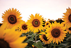 DQ186 - Sunflower Field - 18x12