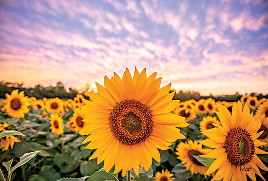 Donnie Quillen DQ187 - DQ187 - Sunflower Sunset - 18x12 Sunflowers, Field, Flowers, Autumn, Photography from Penny Lane