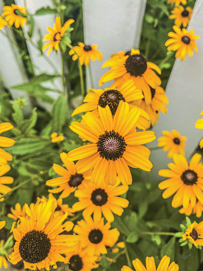 Donnie Quillen DQ190 - DQ190 - Bed of Yellow - 12x18 Sunflowers, Flowers, Autumn, Photography from Penny Lane