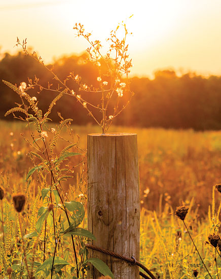 Donnie Quillen DQ191 - DQ191 - Post - 18x12 Fence Post, Sunlight, Photography, Field, Landscape from Penny Lane