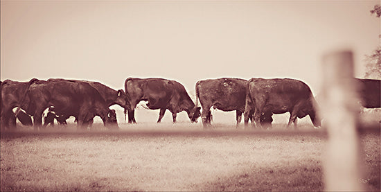 Donnie Quillen DQ192 - DQ192 - Cattle Row - 18x9 Cattle Row, Cows, Farm, Farm Animals, Photography, Sepia from Penny Lane