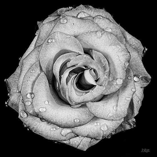 Donnie Quillen DQ245 - DQ245 - A Love Lost - 12x12 Photography, Rose, Flower, Black & White from Penny Lane