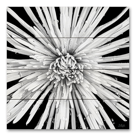 Donnie Quillen DQ246PAL - DQ246PAL - Black and White Love - 12x12 Photography, Flower, Black & White from Penny Lane