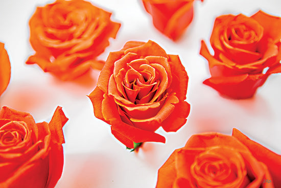 Donnie Quillen DQ278 - DQ278 - Tiger Orange Roses - 18x12 Tiger Orange Roses, Roses, Flowers, Photography, Summer from Penny Lane