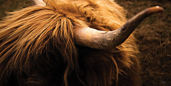 Donnie Quillen DQ290 - DQ290 - Highland Horn III - 18x9 Photography, Cow, Highland Cow, Farm Animal from Penny Lane