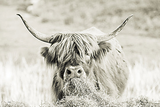 Donnie Quillen DQ303 - DQ303 - Hey There - 18x12 Photography, Cow, Highland Cow, Farm Animals, Black & White, Eating from Penny Lane