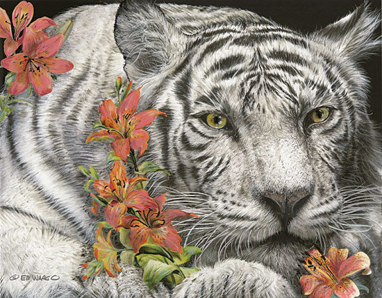 Ed Wargo ED397 - Tiger Lily - 16x12 Tigers, Dandelions, Flowers, Lilies, White Tiger from Penny Lane
