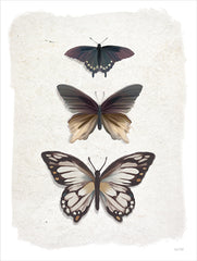 FEN1050 - Weathered Butterflies - 12x16