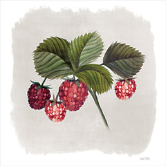 FEN271 - Raspberry Botanical     - 12x12