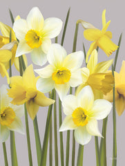 FEN323 - Spring Daffodils - 12x16