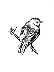 FEN848LIC - Songbird Sketch I - 0