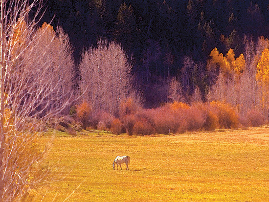 JG Studios JGS286 - JGS286 - Horse Pasture      - 16x12 Photography, Horse, Trees, Pasture from Penny Lane