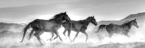 JG Studios JGS296A - JGS296A - Rolling By - 36x12 Horses, Galloping, Landscape, Black & White, Photography from Penny Lane