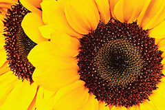 JGS404 - Sunflower Portrait - 18x12