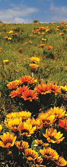 JG Studios JGS478 - JGS478 - Flower Field - 8x20 Flowers, Daisies, Photography from Penny Lane