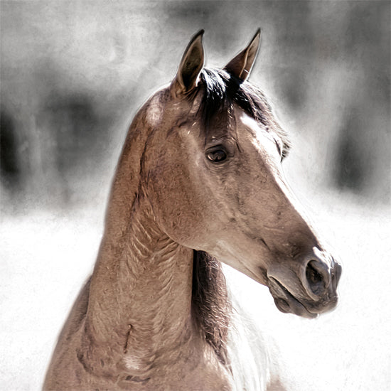 Kari Brooks  KARI171 - KARI171 - Sugar         - 12x12 Horse, Brown Horse, Portrait, Western from Penny Lane