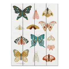 KEL381PAL - Butterflies and Moths - 12x16