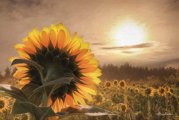 Lori Deiter LD1085 - Sunlit Sunflower - Sunflower, Field, Sun from Penny Lane Publishing