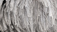 LD1165 - Silver Feathers - 18x9