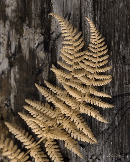 Lori Deiter LD1169 - Natural Gold Fern - 12x16 Fern, Gold, Wood, Photography from Penny Lane