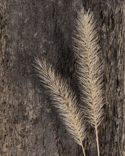 Lori Deiter LD1170 - Natural Wheat - 12x16 Wheat, Wood, Gold, Photography from Penny Lane