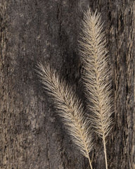 LD1170 - Natural Wheat - 12x16