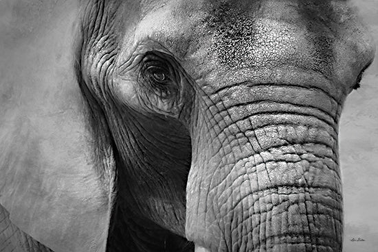 Lori Deiter LD1966 - LD1966 - Elephant     - 18x12 Elephant, Portrait, Photography, Black & White from Penny Lane