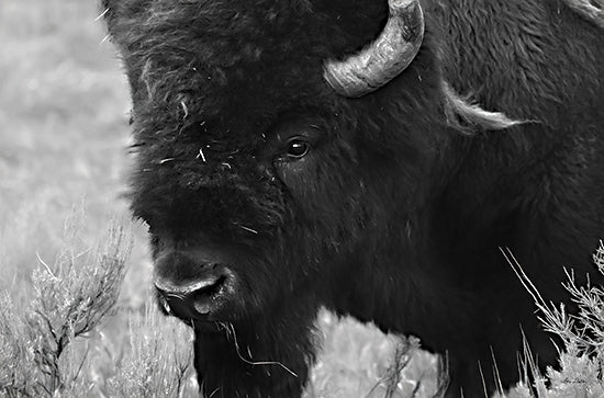 Lori Deiter LD1967 - LD1967 - Yellowstone Bison    - 18x12 Bison, Buffalo, Portrait, Photography, Black & White from Penny Lane