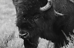 LD1967 - Yellowstone Bison    - 18x12