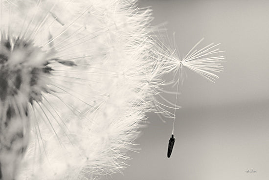 Lori Deiter LD1985 - LD1985 - It Only Takes One   - 18x12 Dandelion, Weed, Photography, Close Up, Sepia from Penny Lane