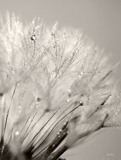 Lori Deiter LD1986 - LD1986 - Dandelion Jewels I   - 12x16 Dandelion, Weed, Photography, Close Up, Sepia from Penny Lane
