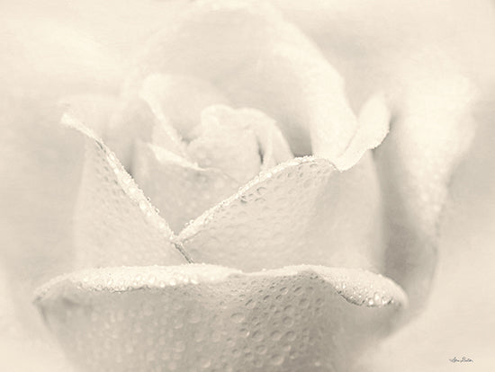 Lori Deiter LD1988 - LD1988 - White Rose     - 16x12 Flowers, Rose, White Flowers, Photography, Close Up from Penny Lane