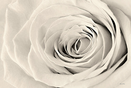 Lori Deiter LD1989 - LD1989 - Cream Rose - 18x12 Flowers, Rose, Cream Flowers, Photography, Close Up from Penny Lane