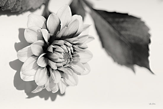 Lori Deiter LD1993 - LD1993 - White Dahlia I    - 18x12 Flowers, Dahlia, White Flowers, Photography from Penny Lane