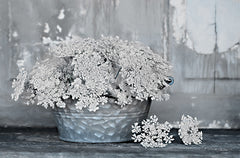 LD1997 - Queen Anne's Lace I    - 18x12