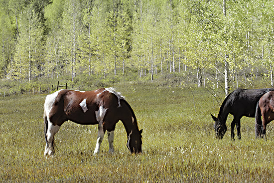 Lori Deiter LD2005 - LD2005 - Among the Summer Aspens I - 18x12 Horses, Horse Farm, Grazing, Field, Photography, Trees from Penny Lane