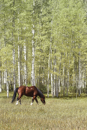 Lori Deiter LD2006 - LD2006 - Among the Summer Aspens II - 12x18 Horse, Horse Farm, Grazing, Field, Photography, Trees from Penny Lane