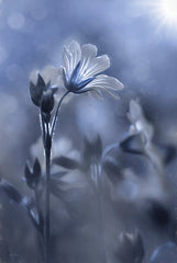 LD2023 - Blue & White Flowers I - 12x18