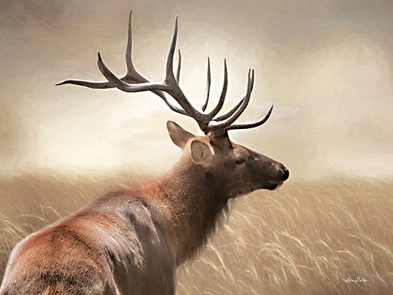 Lori Deiter LD2050 - LD2050 - Elk in the Grass - 16x12 Elk, Field, Photography from Penny Lane